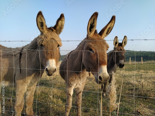 Three donkeys behind the fence looking at the camera in a short shot