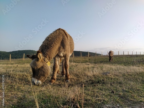 Donkey grazing in a field up in the hill. Hair on the face  looking to the left side with copy space at the right side of the image