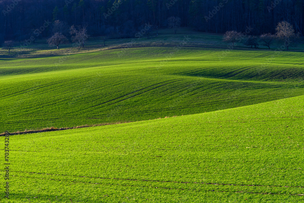 Green hills of a field in sunshine near the edge of a forest