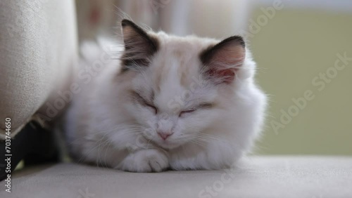 Small Ragdoll cat sleeping on the chair