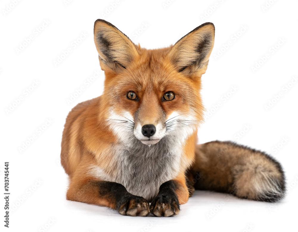 red fox Vulpes vulpes isolated white red fox Vulpes vulpes isolated white