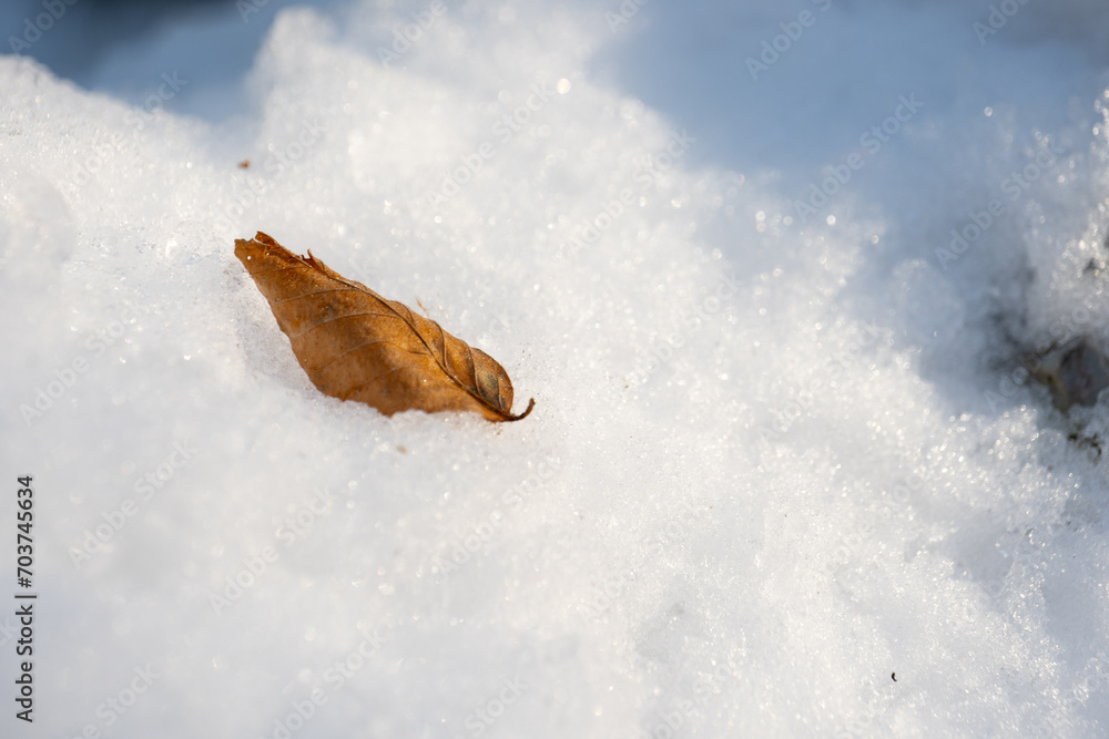 dry wood leaf in snow winter