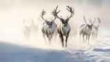 Caribou heard in the snow