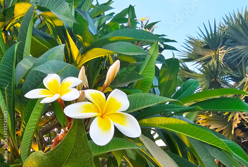 Champa flower or The white plumeria flower in the garden