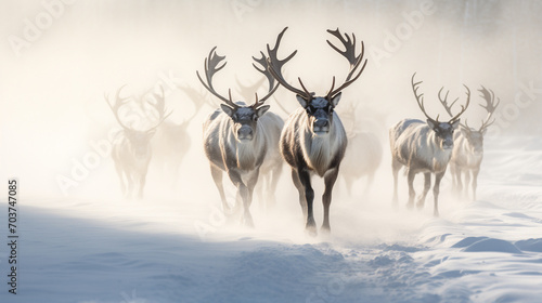 Caribou heard in the snow © Banu