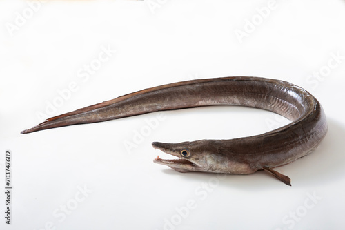 Bilde på lerret 鱧　はも、生魚、活魚