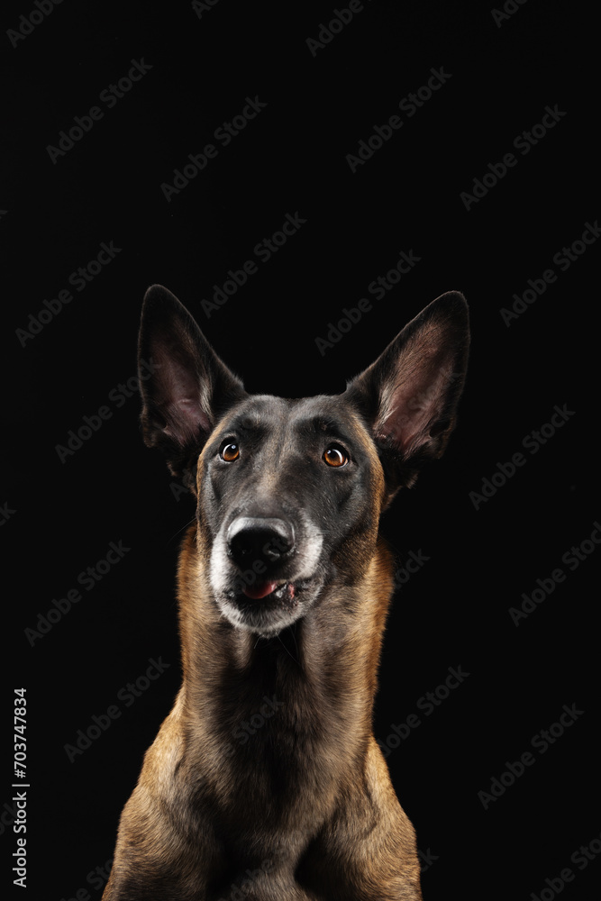 Malinois dog portrait on black background