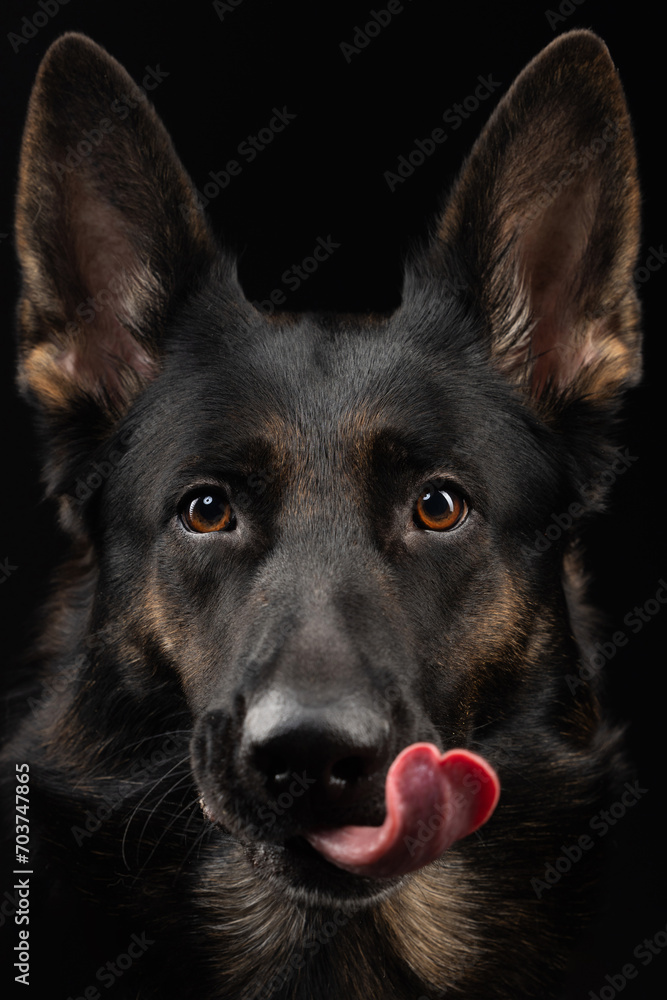 portrait of a german shepherd dog on a black background portrait of a german shepherd dog on a black background