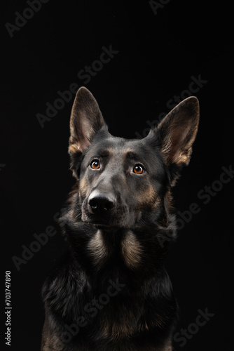 portrait of a german shepherd dog on a black background © Maria