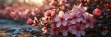 Natural Flowers Background Pink Shades, Banner Image For Website, Background, Desktop Wallpaper