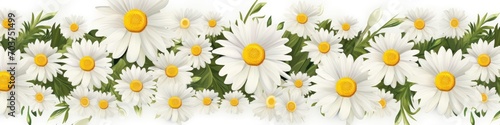 Top view to flowered and blossomed daisy flower as background banner