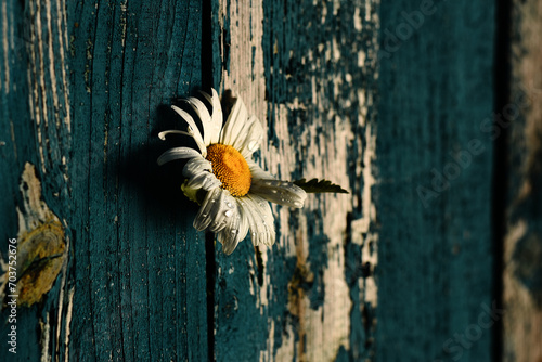 Принти на полотні Chamomile flower in the dew in the crevice of a wooden fence