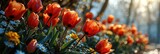 Spring Background Red Tulips Flowers Beautiful, Banner Image For Website, Background, Desktop Wallpaper
