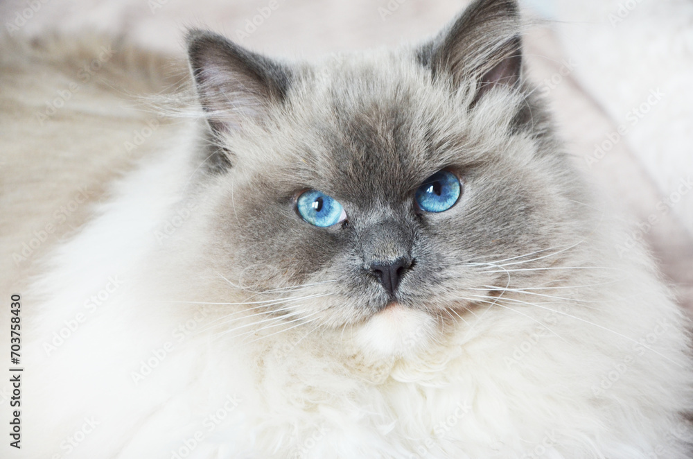 Ragdoll cat, pedigree, close-up portrait