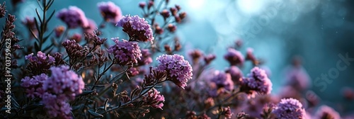 Verbena Bonariensis Flower Small Purple Flowers, Banner Image For Website, Background, Desktop Wallpaper photo