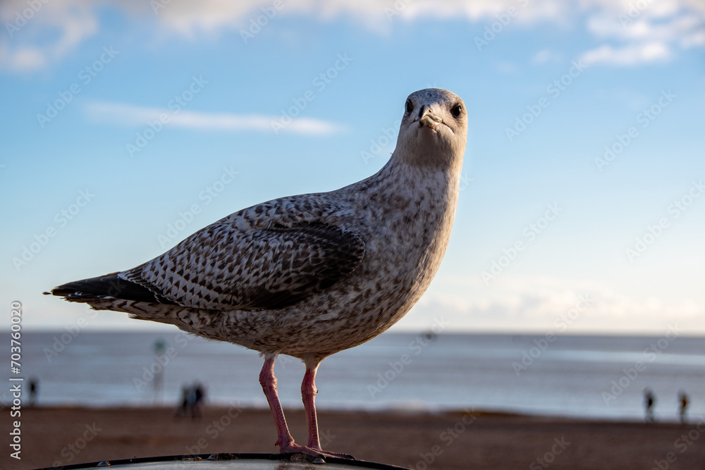 Obraz premium A Herring gull, seagull perched on top of a dustbin at the seaside, people walk along the beach and are in soft focus in the background.