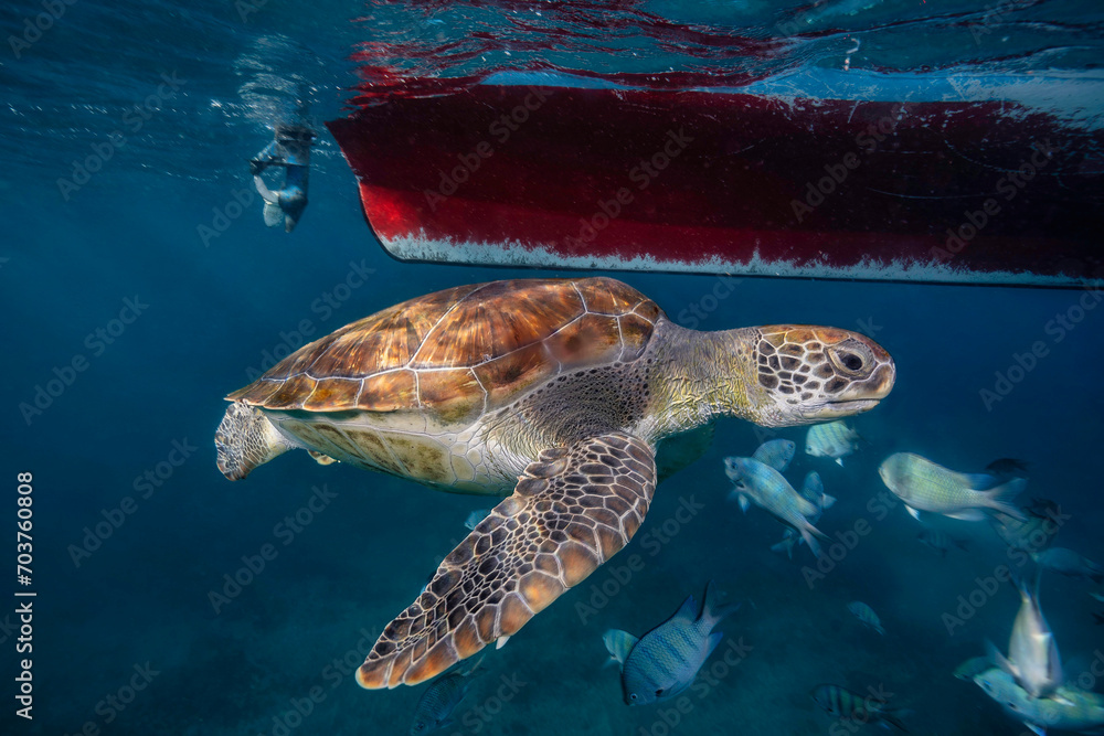 Fototapeta premium Underwater view capturing a green sea turtle (Chelonia mydas) gracefully swimming near the surface, with a boat's hull overhead and a school of fish in the clear blue water.