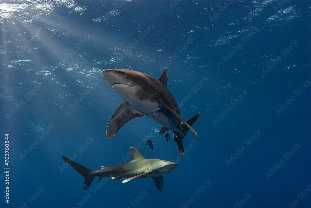 Fototapeta premium Two Oceanic Whitetip sharks (Carcharhinus longimanus) gracefully swim in the deep blue sea, with sunlight piercing through the water's surface.