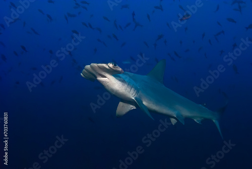A solitary hammerhead shark  Sphyrna lewinii   glides through the deep blue ocean  its distinctive silhouette commanding attention amidst the scattered fish
