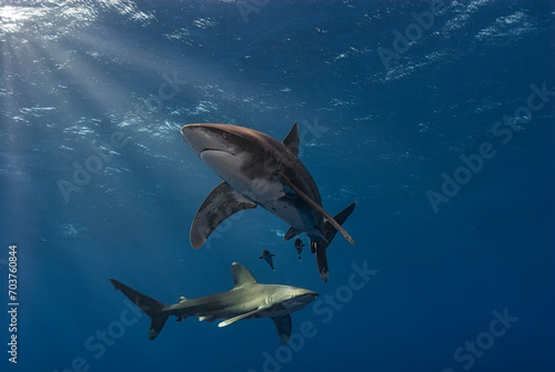 Two Oceanic Whitetip sharks (Carcharhinus longimanus) gracefully swim in the deep blue sea, with sunlight piercing through the water's surface.