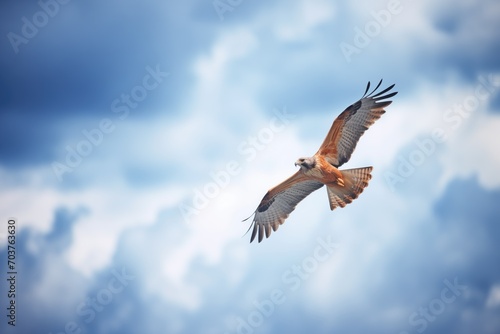 lone buzzard flying against a cloudy backdrop