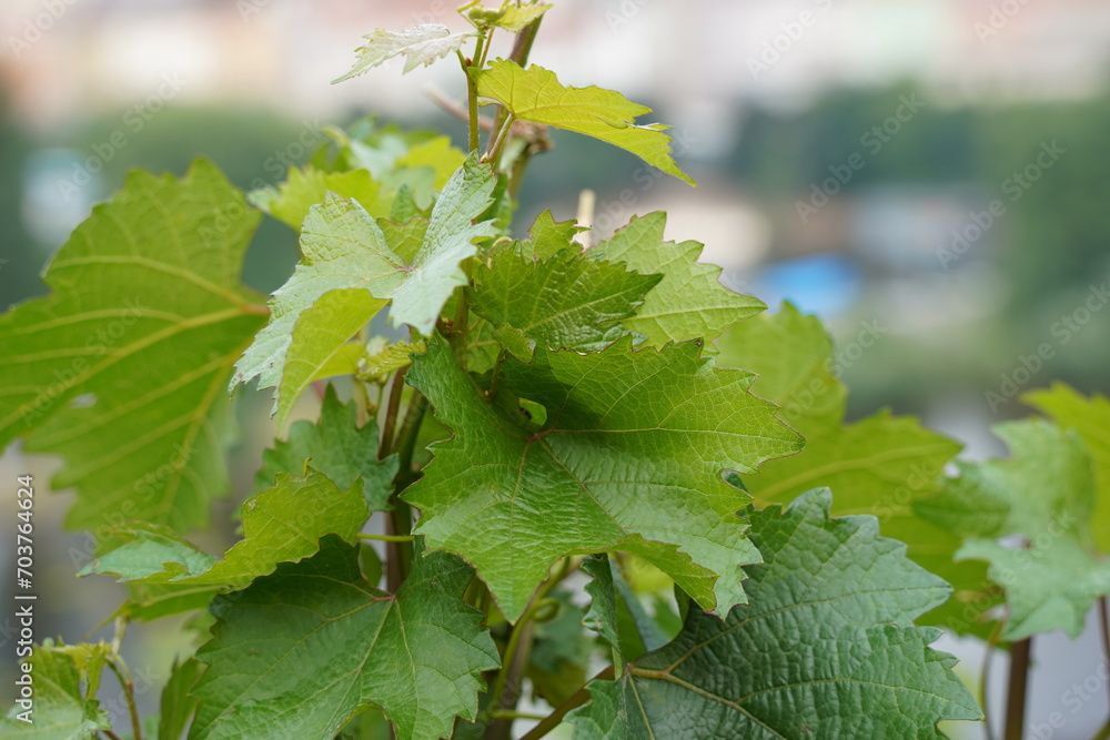 Fototapeta premium Grape branches and tendrils with leaves at vineyard
