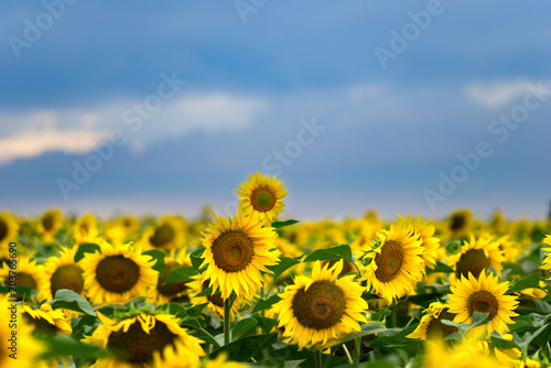 Yellow field of sunflowers under a blue sky with clouds © alexzharov