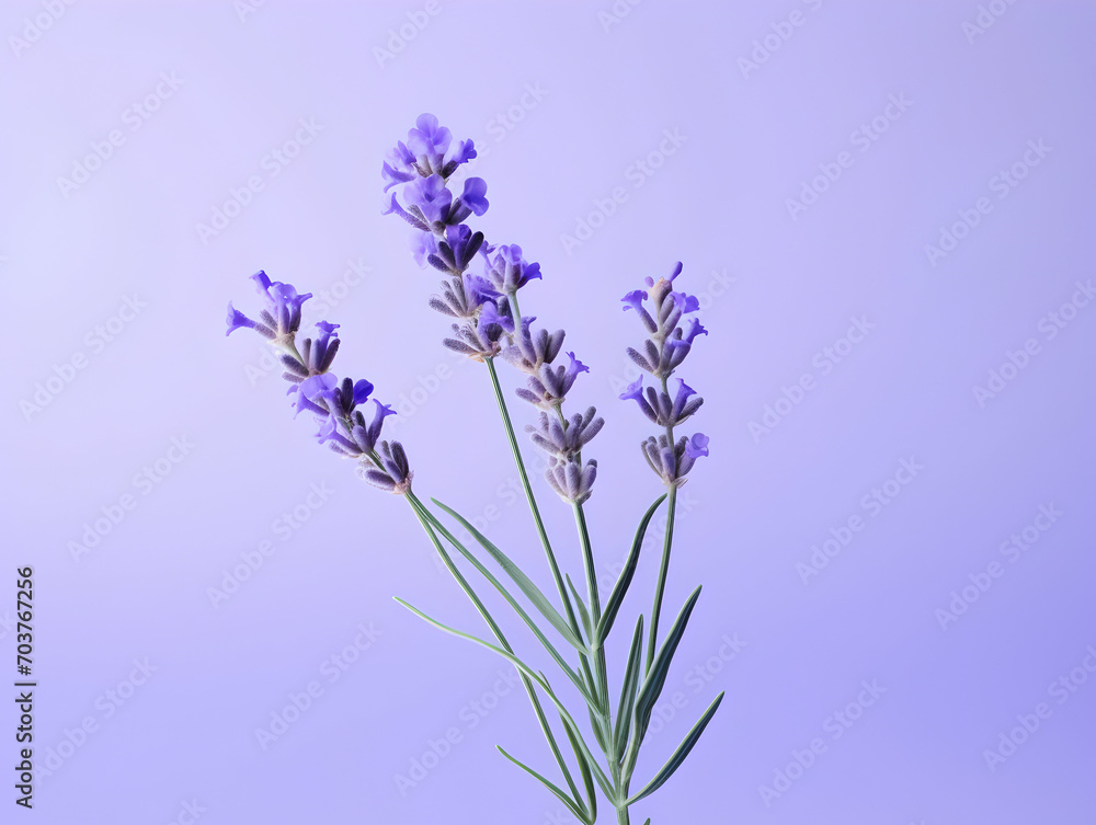 Obraz premium lavender flower in studio background, single lavender flower, Beautiful flower images