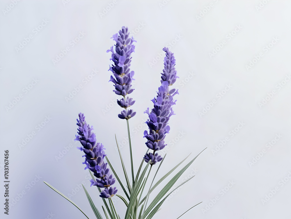 Naklejka premium lavender flower in studio background, single lavender flower, Beautiful flower images
