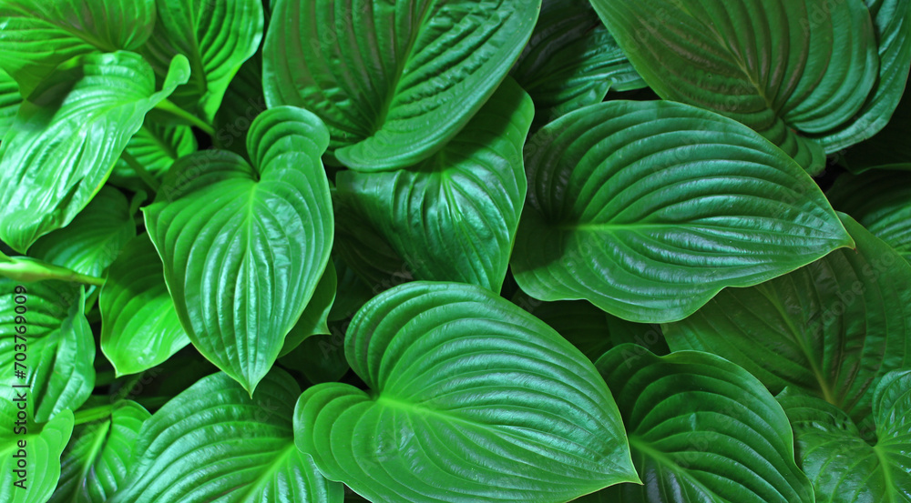 Broad rich green plant leaves texture background
Broad rich green plant leaves texture background