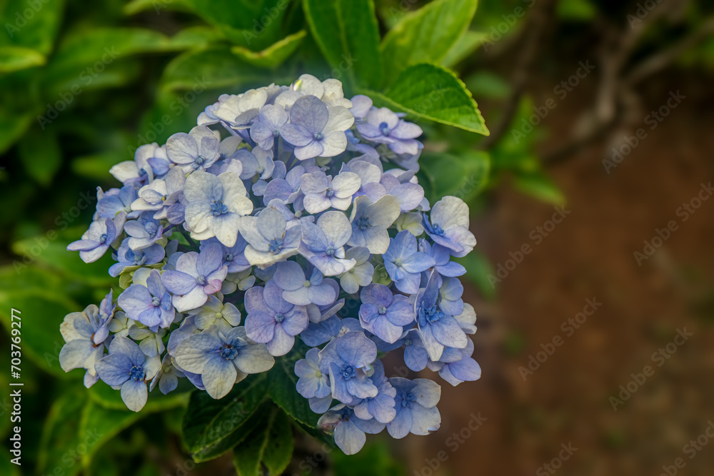 Hydrangea Bloom: Soft Lavender and White Petals Close-Up Hydrangea Bloom: Soft Lavender and White Petals Close-Up