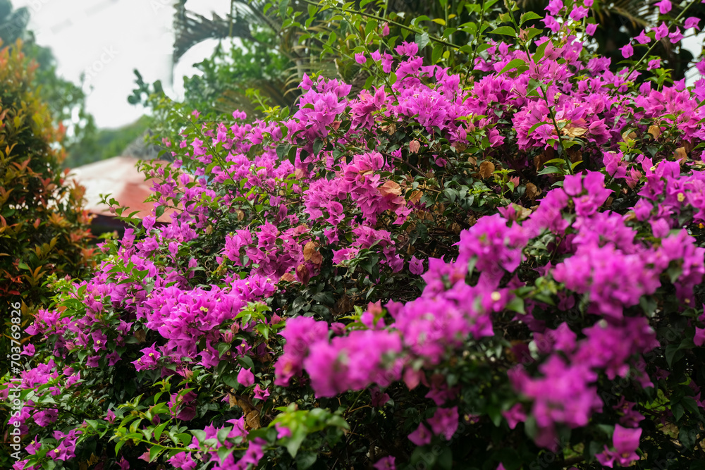 Vibrant Magenta Bougainvillea Bush in Lush Tropical Garden Vibrant Magenta Bougainvillea Bush in Lush Tropical Garden