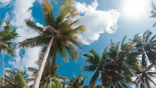 Bottom view of coconut palm trees in sunshine. Palm trees against a beautiful blue sky. Green palm trees on blue sky background. Travel concept.