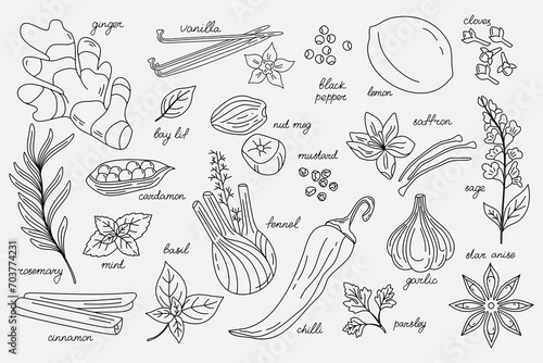 Vector set of different spices. Line art. Food illustration for menus, packaging, patterns, prints, and other culinary projects.