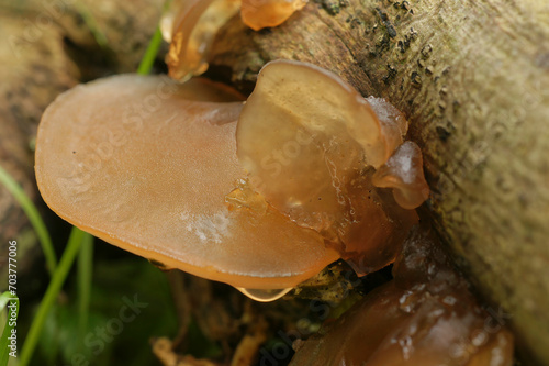 Vertical closeup on a Jelly ear mushrooms, Hirneola auricula-judae growing on a branch photo