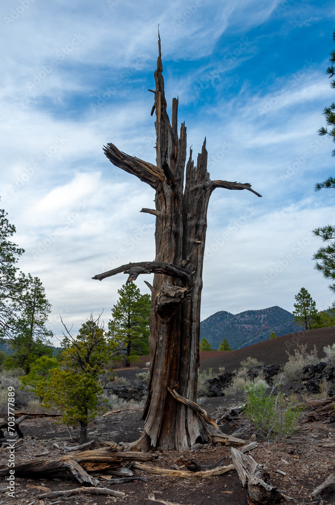 Dead tree in the foreground, pine coniferous trees growing on volcanic pumice and lava Dead tree in the foreground, pine coniferous trees growing on volcanic pumice and lava