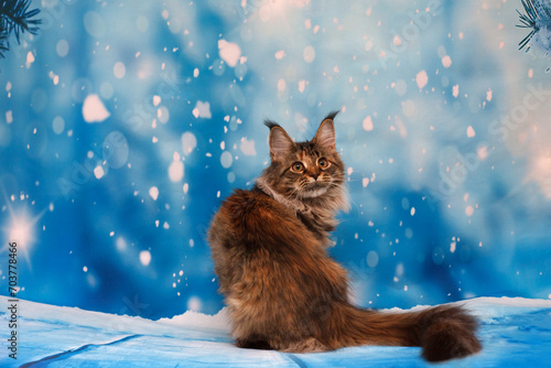 Portrait of a sitting tortoiseshell Maine Coon kitten on a blue background with white snowflakes. photo