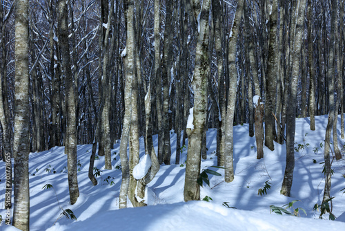 冬の田沢湖高原 ブナ林 雪景色