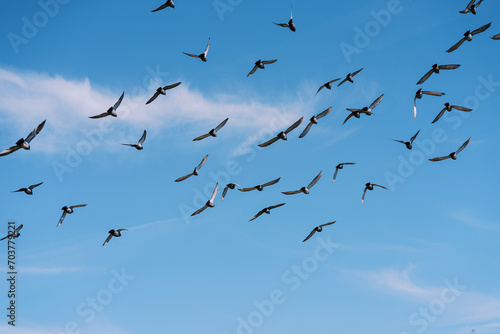 Flock of pigeons flies high in the blue sky