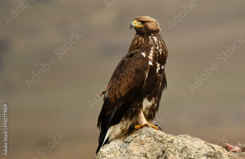 aguila real alimantándose en la sierra abulense photo