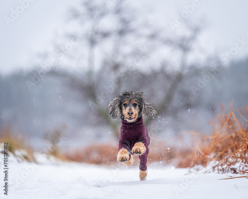 Tri-sable Cocker Spaniel dog in mid-stride, running joyfully through a snowy landscape.  Long-haired breed spaniel, with a mixture of grey, black, and tan fur. 