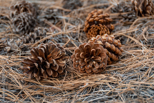 Conifer needles and Pine cones on black lava sand in old volcanic mountains of black pumice in Sunset Crater Volcano NM