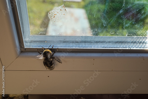 Photography Bumble bee on glass window trying to get out