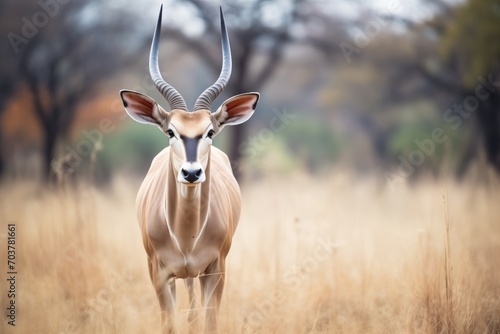 one eland standing alert, ears perked photo