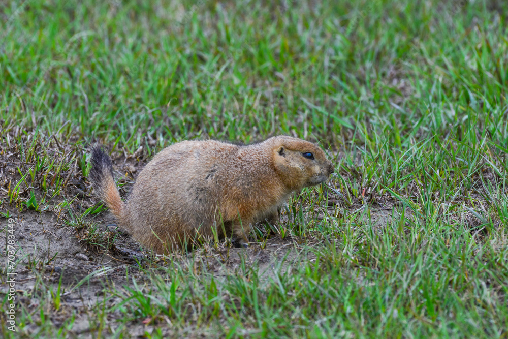 Fototapeta premium The black-tailed prairie dog (Cynomys ludovicianus), Theodore Roosevelt National Park, North Dakota