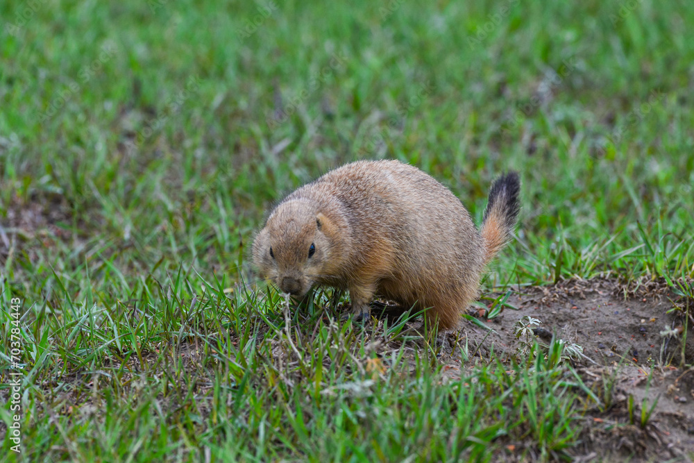 The black-tailed prairie dog (Cynomys ludovicianus), Animal eats green grass, Theodore Roosevelt National Park, North Dakota The black-tailed prairie dog (Cynomys ludovicianus), Animal eats green grass, Theodore Roosevelt National Park, North Dakota