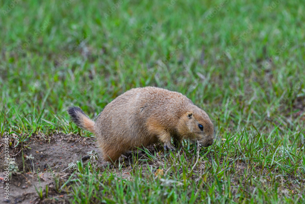 The black-tailed prairie dog (Cynomys ludovicianus), Animal eats green grass, Theodore Roosevelt National Park, North Dakota The black-tailed prairie dog (Cynomys ludovicianus), Animal eats green grass, Theodore Roosevelt National Park, North Dakota