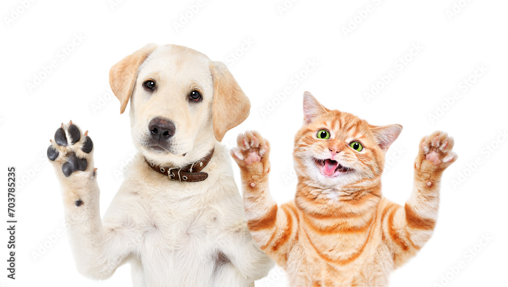 Adorable Labrador puppy and funny kitten Scottish Straight  waving their paws, closeup, isolated on a white background
