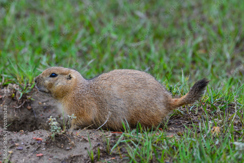 The black-tailed prairie dog (Cynomys ludovicianus), Theodore Roosevelt National Park, North Dakota The black-tailed prairie dog (Cynomys ludovicianus), Theodore Roosevelt National Park, North Dakota