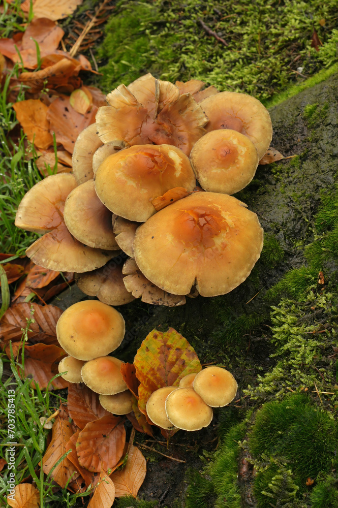 Closeup on a cluster of Sulphur Tuft mushrooms, Hypholoma fasciculare Closeup on a cluster of Sulphur Tuft mushrooms, Hypholoma fasciculare